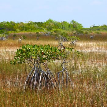 Mangroves in a parched landscape of Everglades National Park in the dry season.