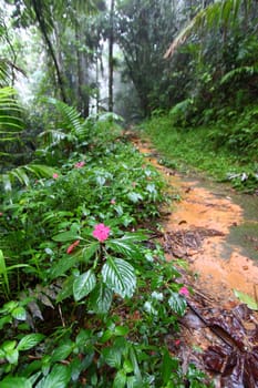 Path through the foggy Toro Negro Rainforest of Puerto Rico.