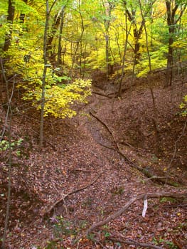 A deep gorge fills with falling leaves at Kishwaukee Gorge Forest Preserve in Illinois.