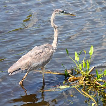 Great Blue Heron (Ardea herodias) wades through the wetlands of Everglades National Park of Florida.