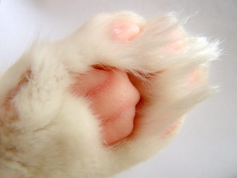 white cats paw up close