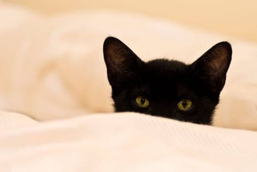 small black kitten is hiding on the blanket. Shallow DOF, focus on eyes