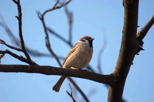 little wild sparrow sitting on the tree's branch