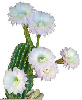 Echinopsis eyriesii, home cactus flower closeup on white background