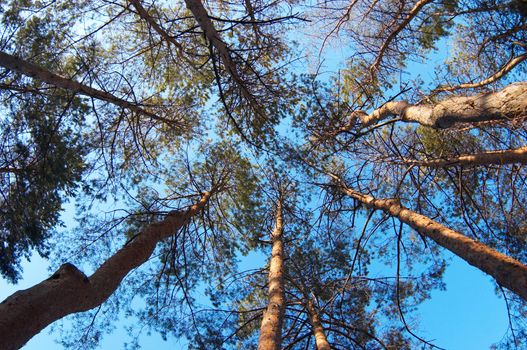 looking at tall pine trees from botom to the top, shot made by fisheye