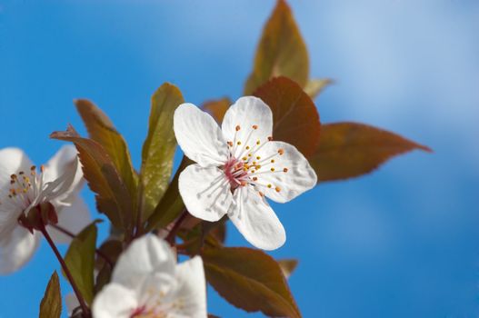 white flowers on the spring tree branch