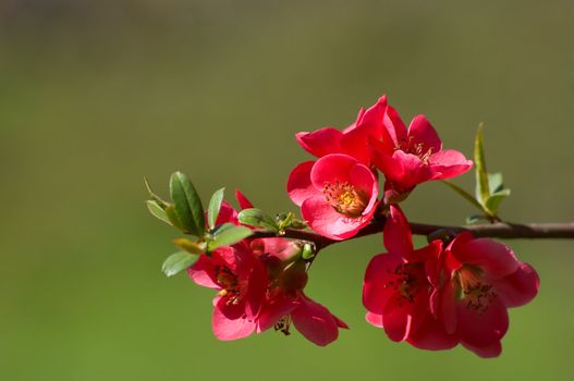 red blossroms on the branch of japanese quince tree