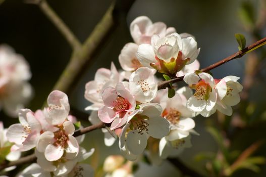 pinkish blossoms on the branch of almond tree