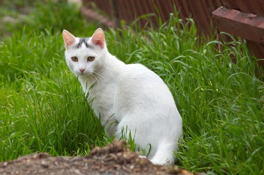 serious white stray cat sitting in the green grass