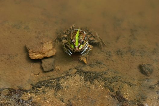 goggle-eyed green frog sitting in spring water