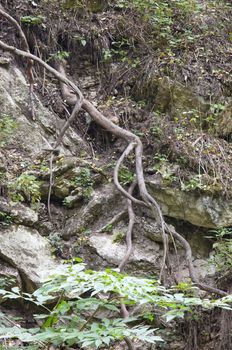 stripped roots mixed with underground stones viewed on the section