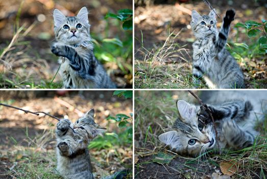 Four action images of a cute kitten playing with a piece of wood