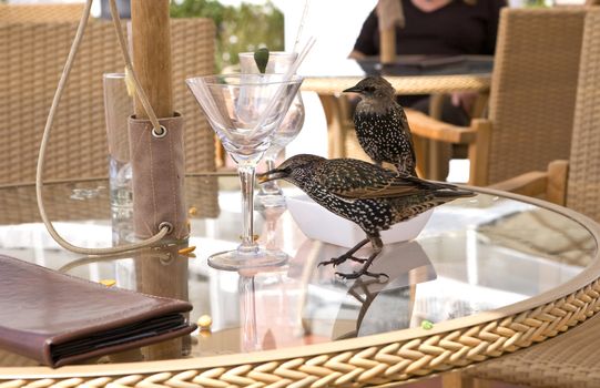 Two Birds eating leftovers on a Table in a Restaurant