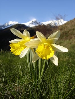 Narcissuses pseudonarcissus In A High Mountain Meadow In The Central Pyrenees Of Spain.