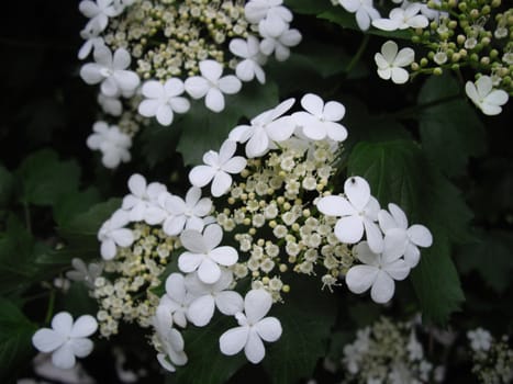 the flowers of snowball bush