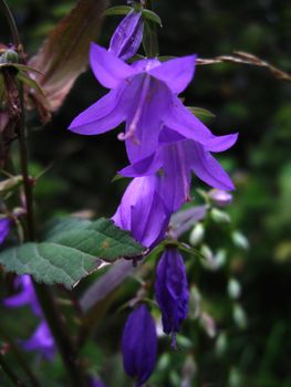 bluebell flower in the forest