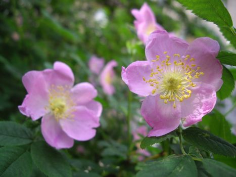 the flowers of dog rose bush