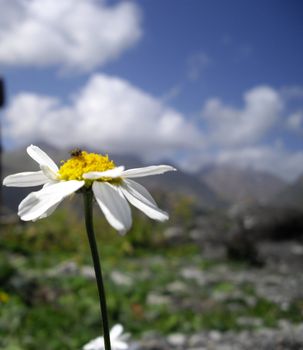 daisy flower