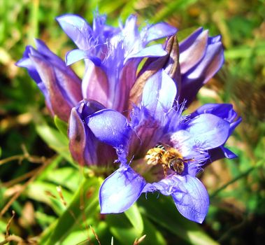 alpine bluebell with bee insect inside