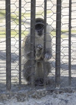 monkey in zoo