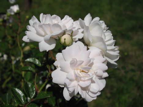 the branch of white roses bush