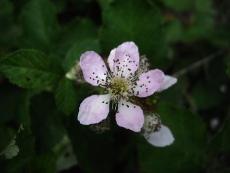 flower of blackberry