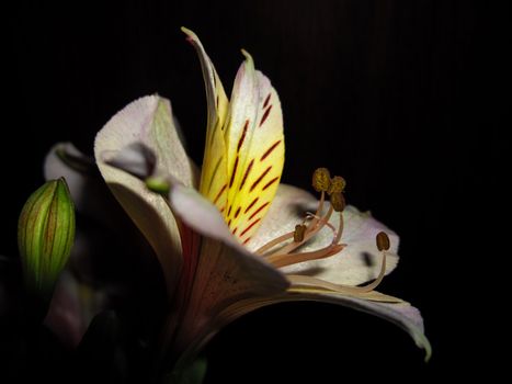 lily flower on black background