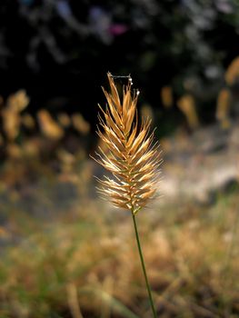 wheat macro