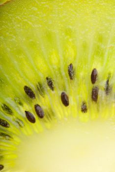 Center shot of a backlit kiwi slice