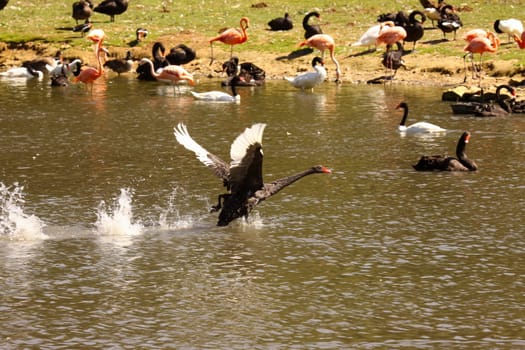 Black swan, anatidae