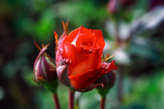 Zoomed foto of red rose in parents garden