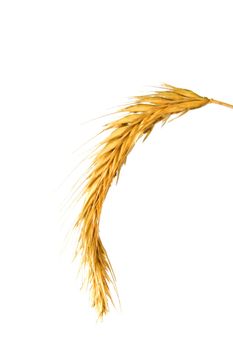 Foto of isolated wheat head on white background