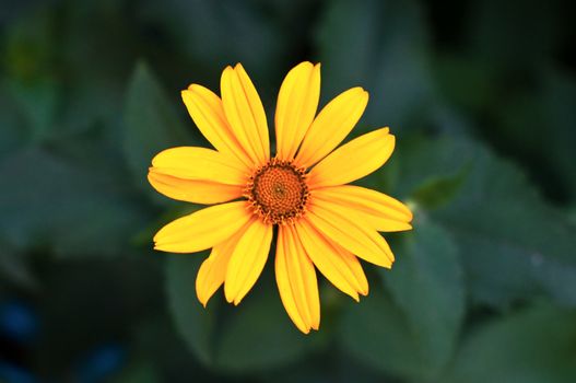 Beautiful flower close up in a garden