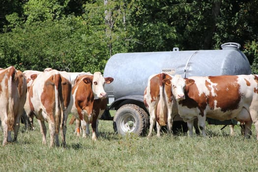 cows brown and white 
