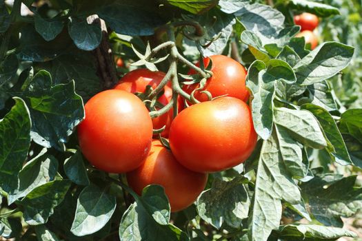 detail of tomato plant with ripe red fruits