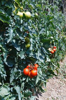 detail of tomato crop with ripe red fruits