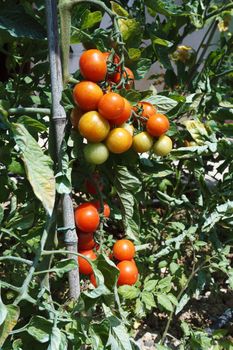 detail of tomato plant with ripe red fruits