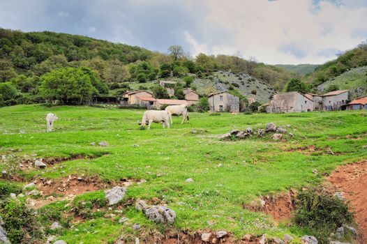 Pastureland with cows. Farmland in valley in Italy
