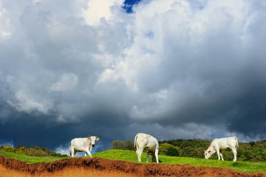 Three white cow on a hill in the valley