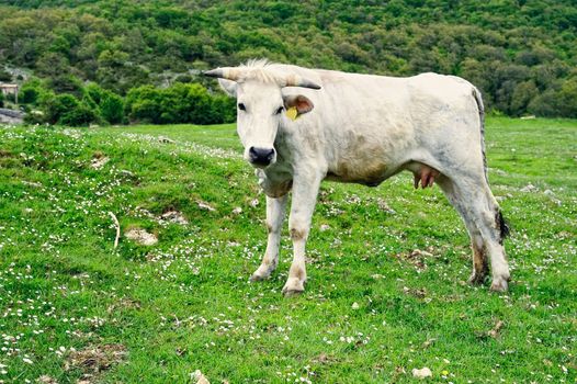 White cow on a green pasture in the valley