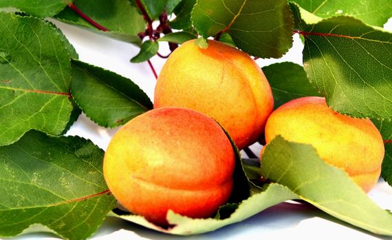 juicy apricots on a white background