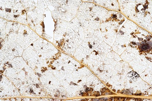 Abstract macro of the old leaf - texture of ribbing