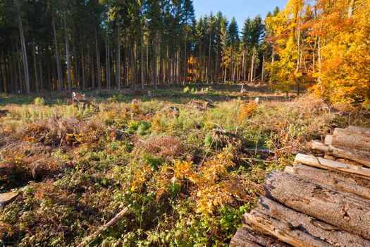 Renewable resource forest: clearcut timber and pile of logs.