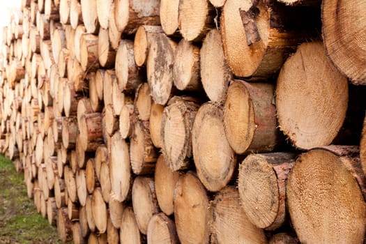 Rich harvest in forest: Cut down and piled logs.