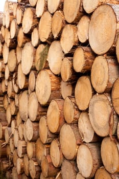 Rich harvest in forest: Cut down and piled logs.