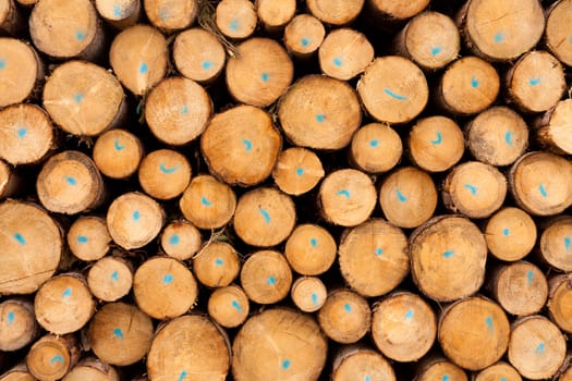 Rich harvest in forest: Cut down and piled logs.