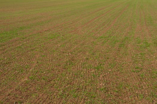 Background texture pattern of rows of winter grain starting to grow.