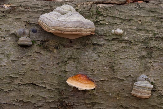 Tree fungi growing through bark of fallen beech trunk.