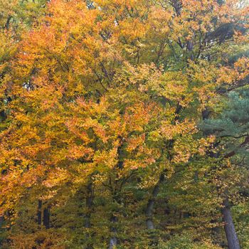 Golden peak of fall colored deciduous forest in October.