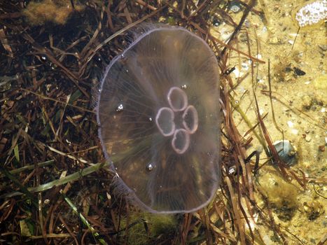 Close view of a Jellyfish in the bottom of the sea ocean